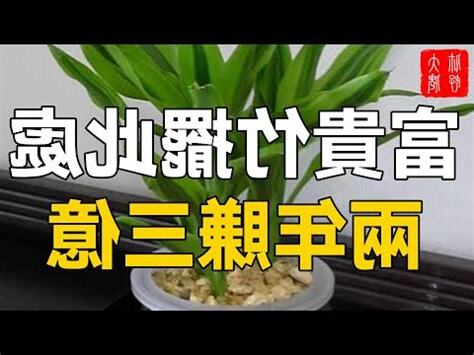 竹 風水 意味